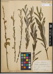 Foto von Salix purpurea L.